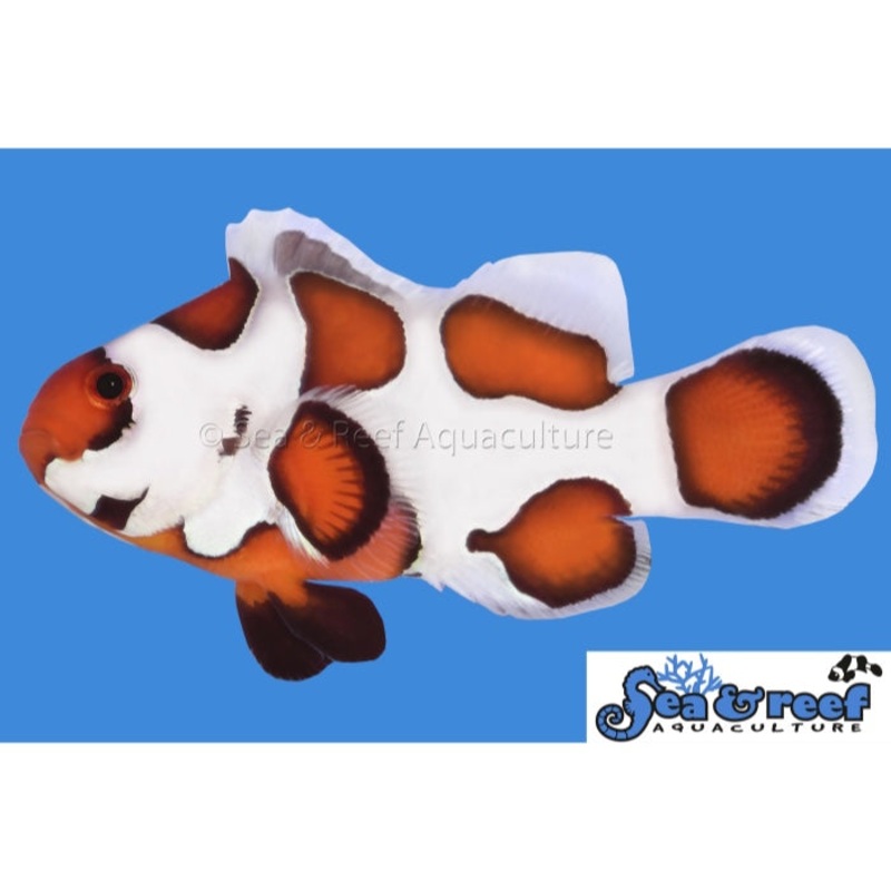 Orange Storm Clownfish