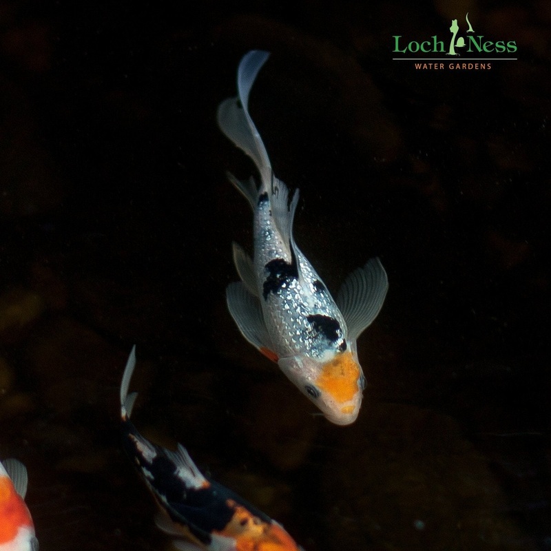 Butterfly Koi Pond Pack