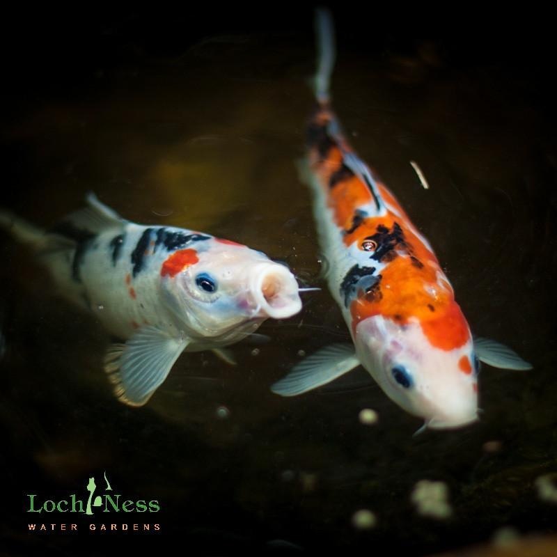Koi Fish Pond Pack