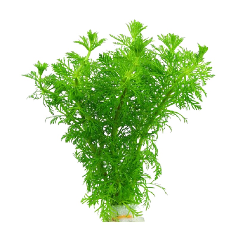Ambulia  Limnophila Sessiliflora
