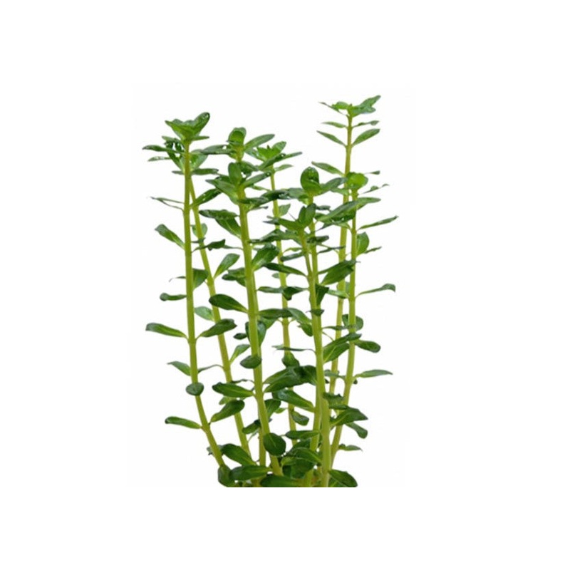 Baby Tears Aquatic Plant