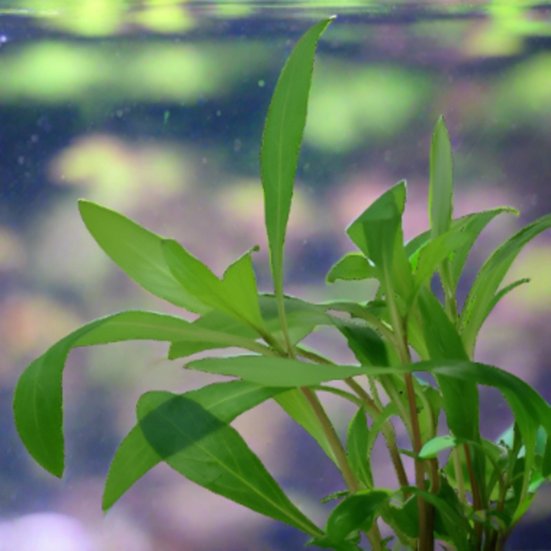 Blue Hygrophila Live Aquatic Plant