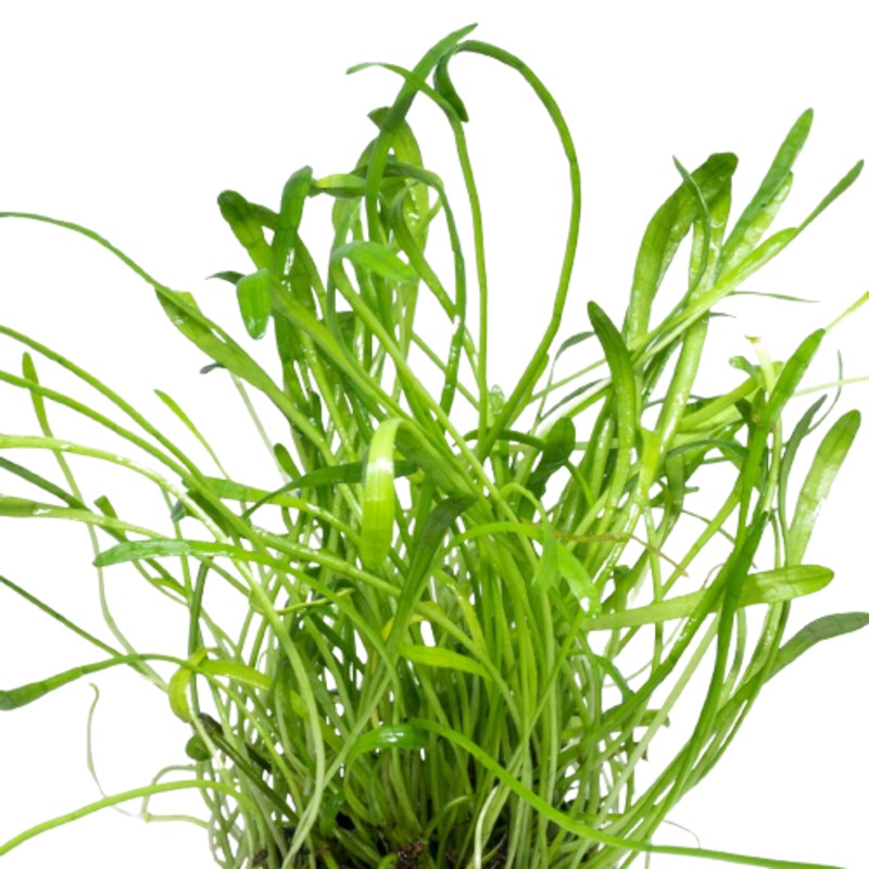 Brasiliensis Chain Sword Live Aquatic Plant