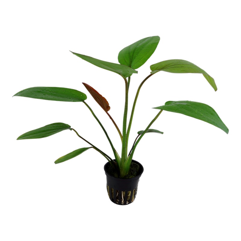 Barthii Sword Live Aquatic Plant