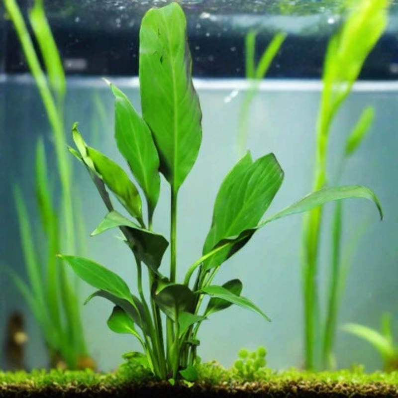 Borneo Sword Live Aquatic Plant