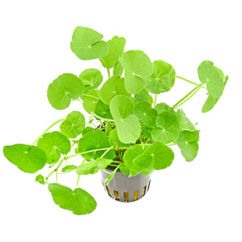 Cardamine Hydrocotyle Live Aquatic Plant