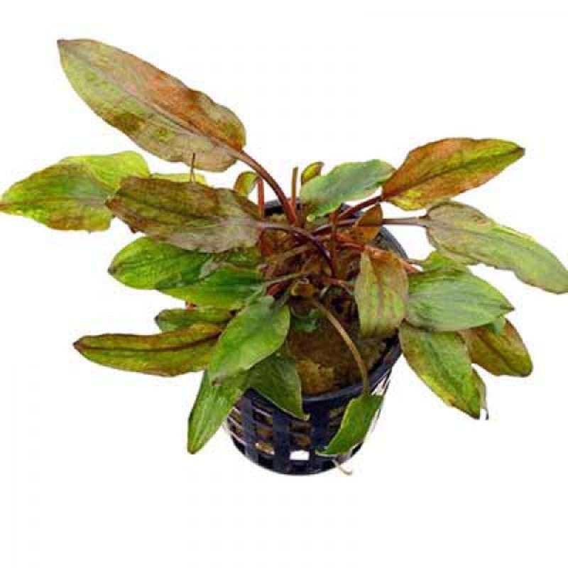 Crypt Axelrodi Live Aquatic Plant