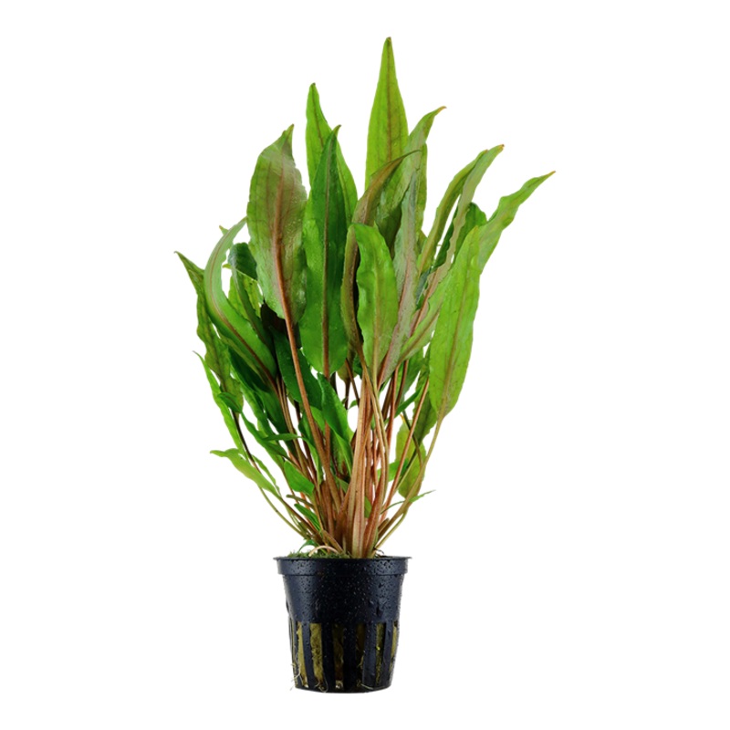 Crypt Undulata Live Aquatic Plant