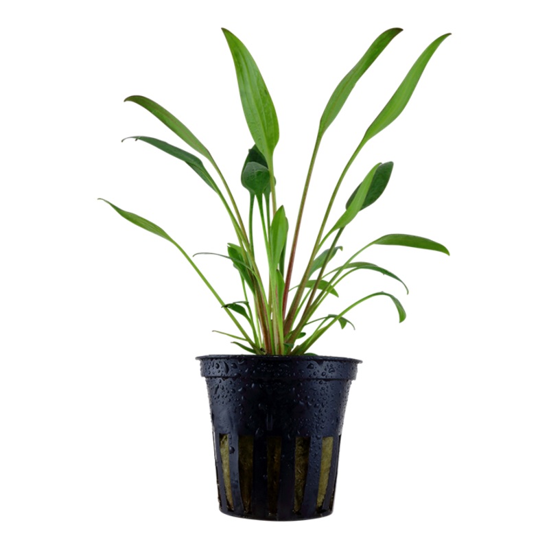 Crypt Willisi Live Aquatic Plant
