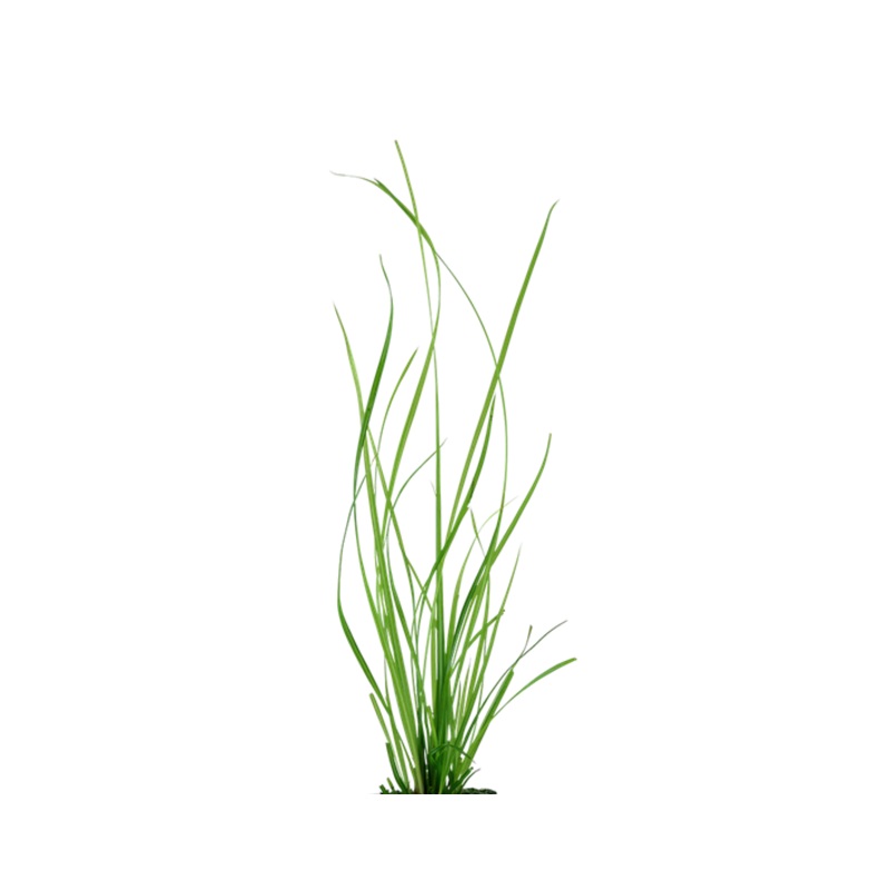 Cyperus Helferi Live Plant