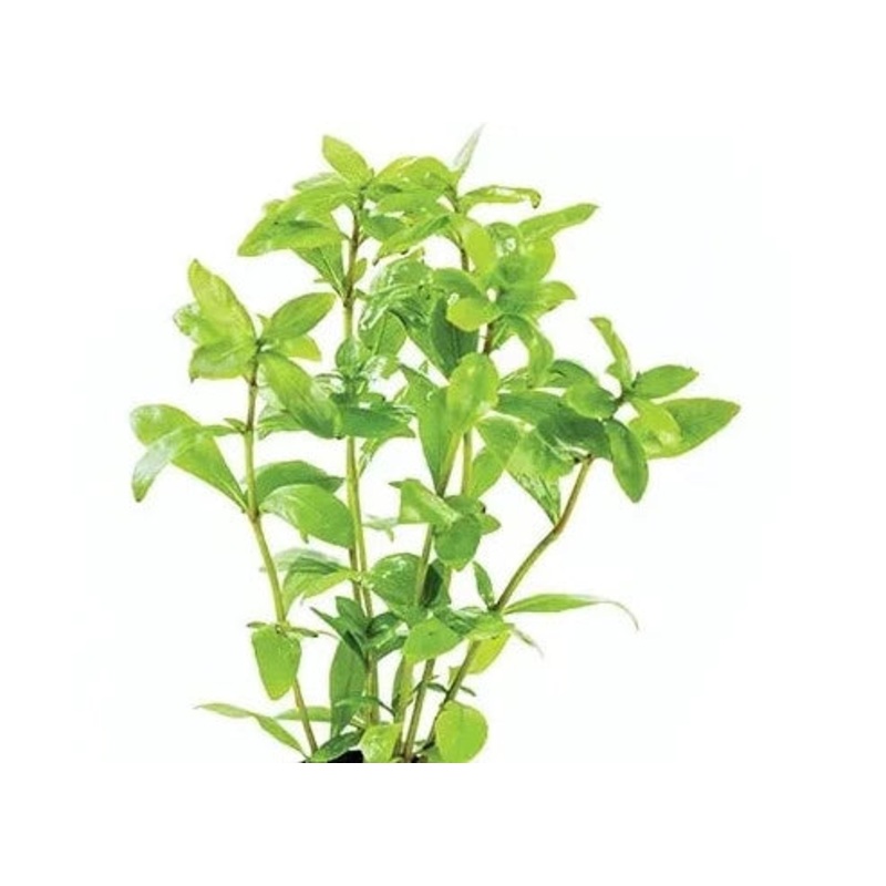Dwarf Hygrophila Polysperma