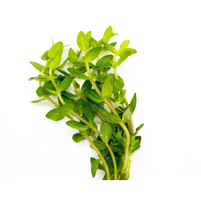 Giant Red Bacopa Caroliniana Live Aquatic Plant