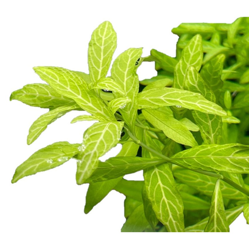 Hygrophila Polysperma Sunset Aquatic Plant