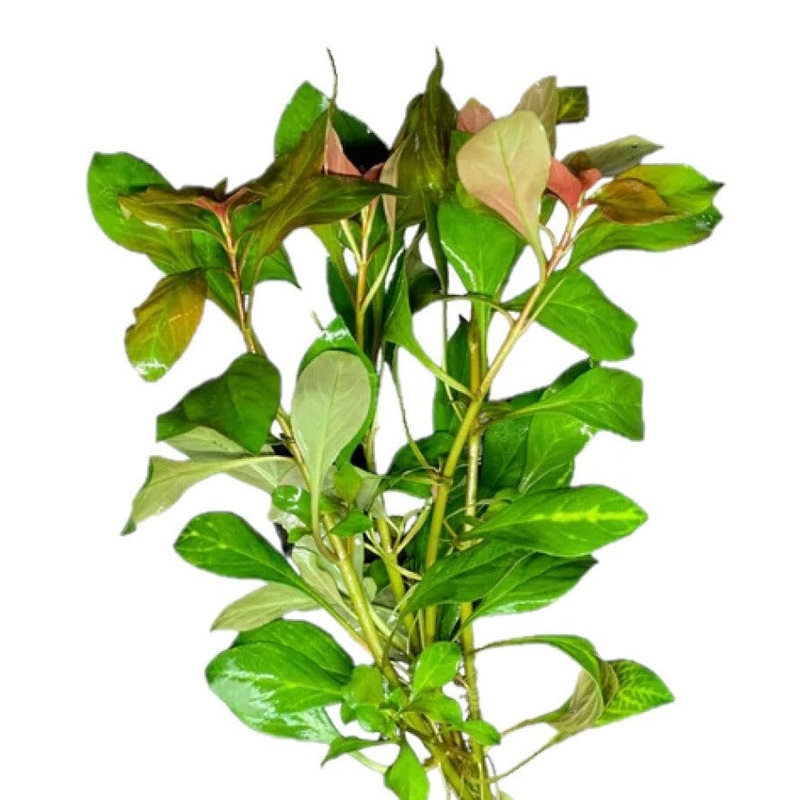 Ludwigia Aquatic Plant