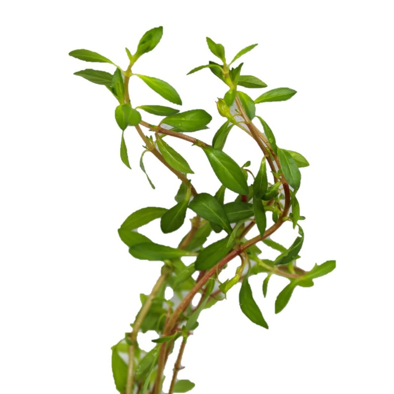 Ludwigia Arcuata Aquatic Plant