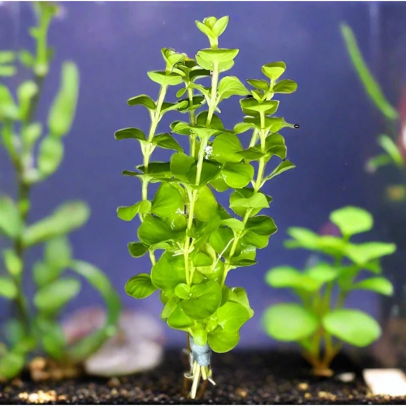 Lysimachia Live Aquatic Plant