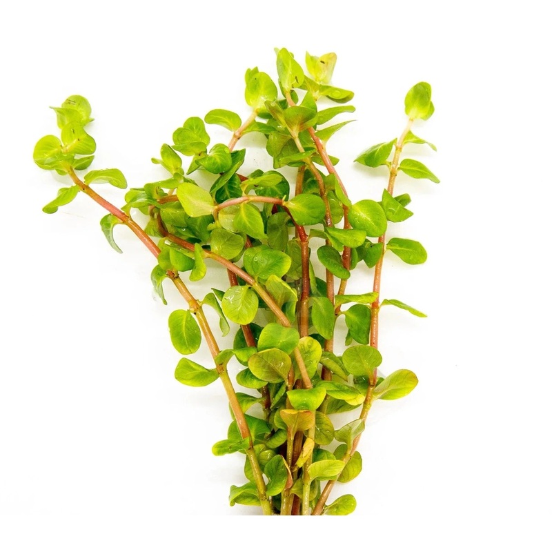Rotala Macrandra Pink Live Aquatic Plant