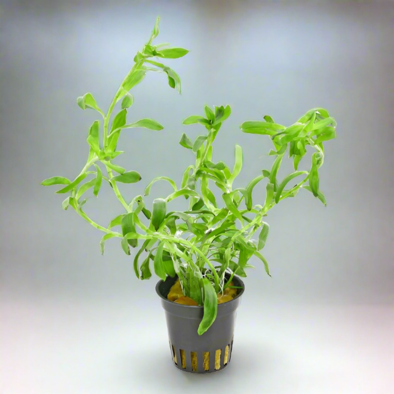 Stargrass (Heteranthera Zosterfolia) Aquatic Plant
