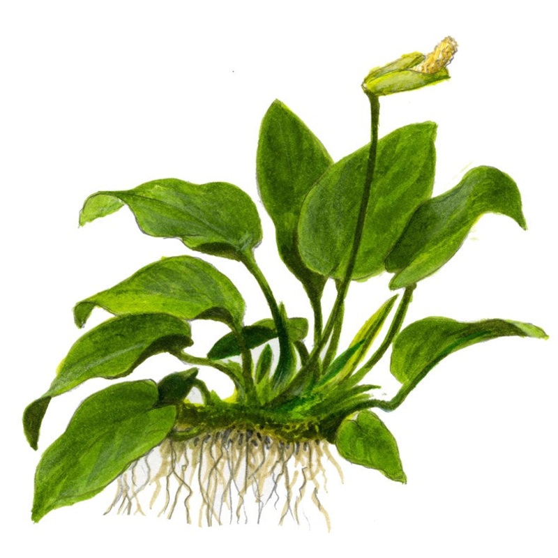 Tropical Anubias Nana