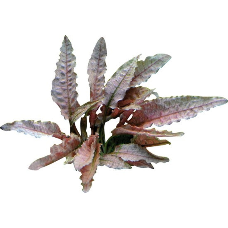 Crypt Wendtii Flamingo Aquatic Plant