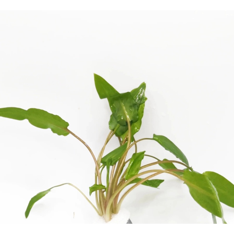 Crypt Wendtii Live Aquatic Plant