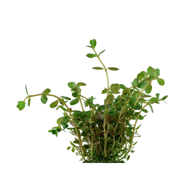 Dwarf Rotala Rotundifolia Indica