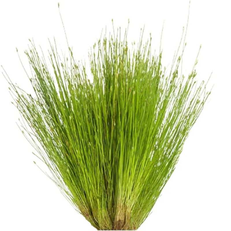 Hairgrass - Eleocharis Acicularis Live Plant