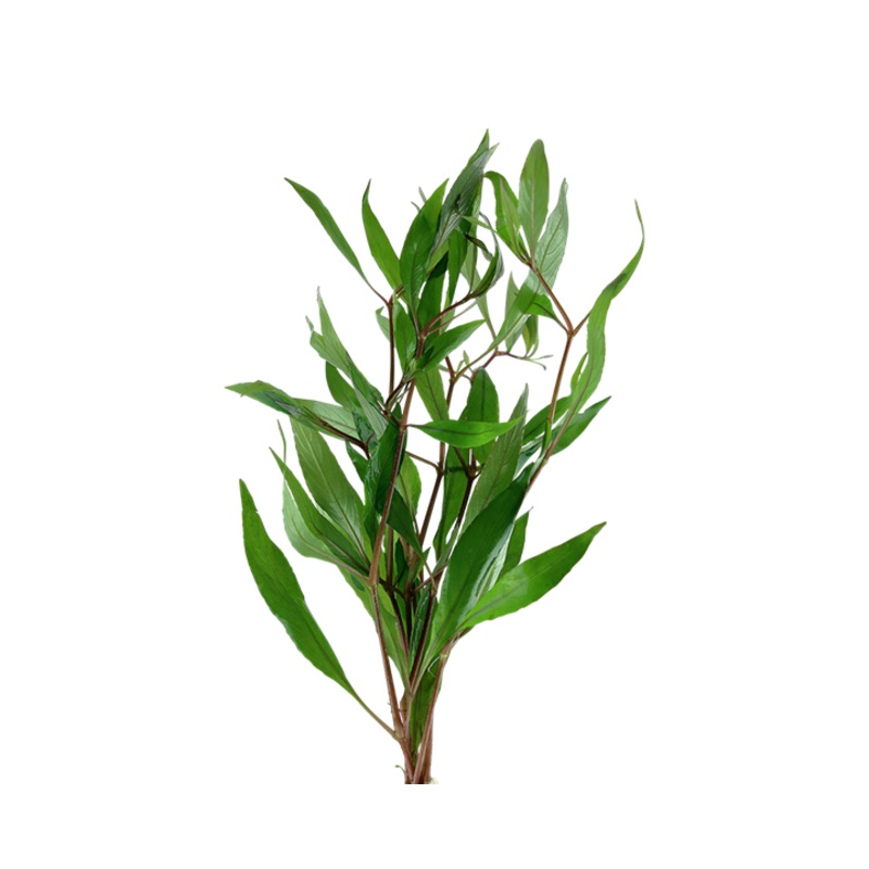Hygrophila Angustifolia Live Aquatic Plant