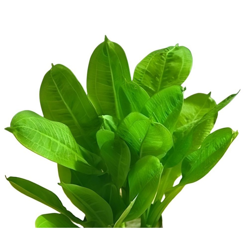 Parviflorus Tropica Sword Plant