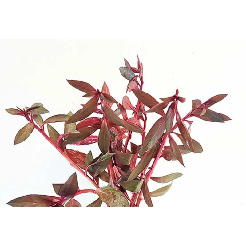 Red Ludwigia Aquatic Plant