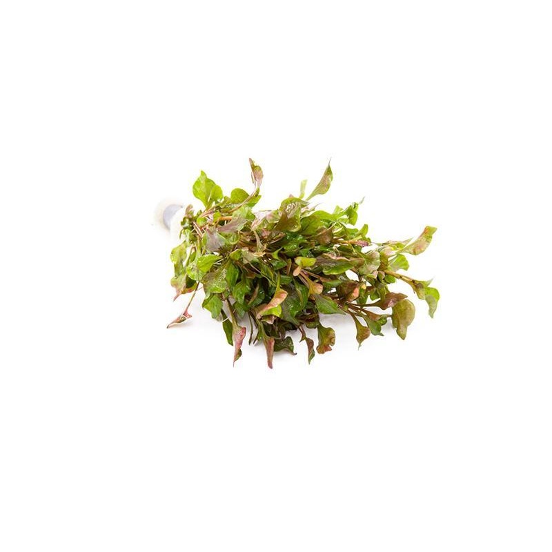 Water Rose Alternanthera Live Aquatic Plant